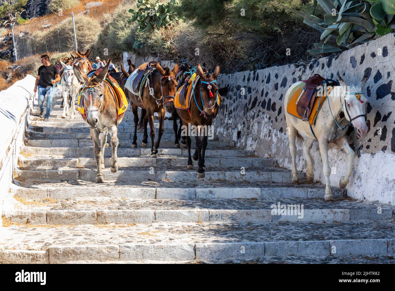 Esel und Maultiere tragen Touristen die 580 Stufen hinauf und hinunter zum Alten Hafen von Fira, wo die Passagiere des Kreuzfahrtschiffs ankommen. Thira, Santorini, Griechenland Stockfoto