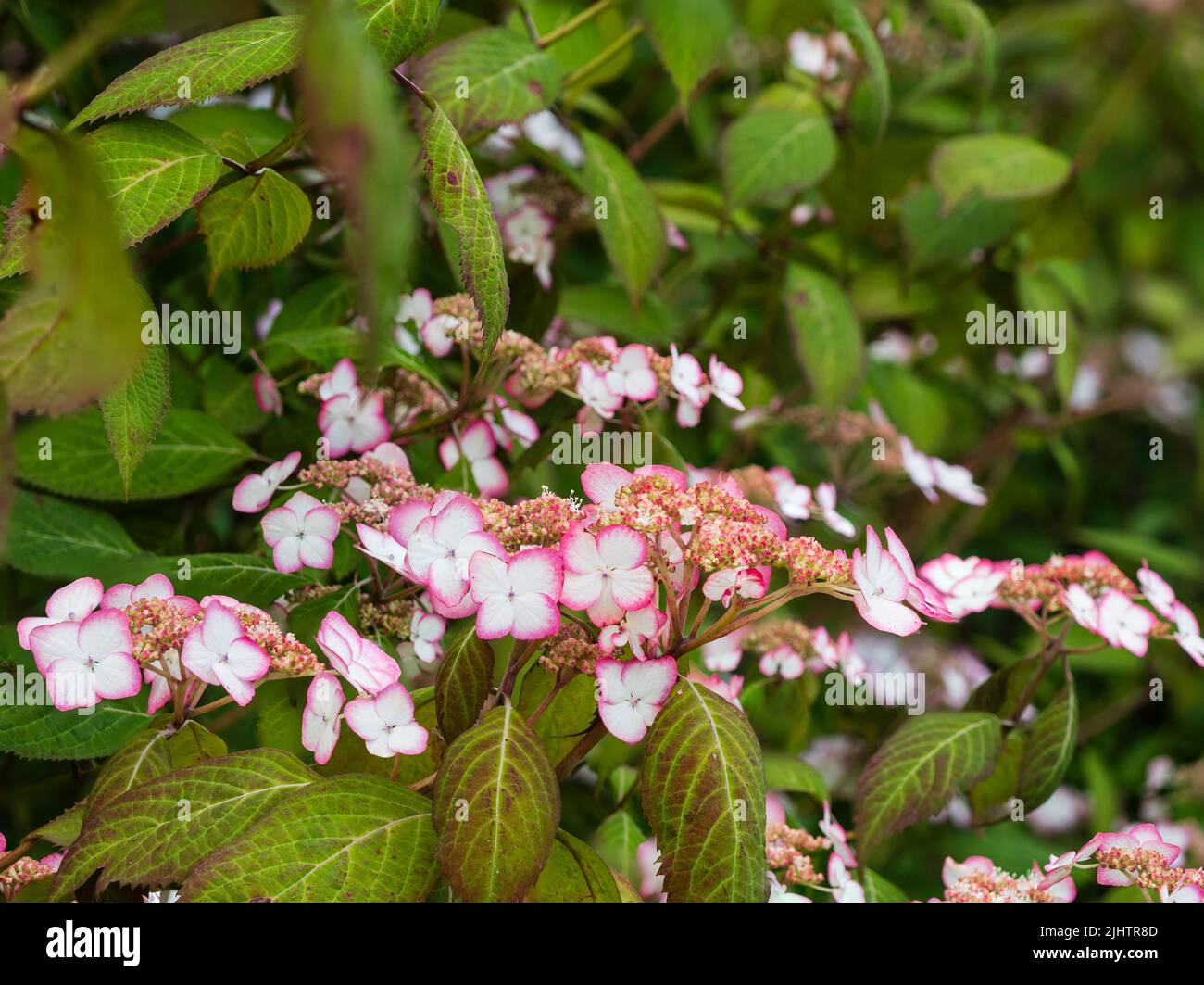 Rosa Picotee weiße Lacecap Blüten des winterharten Berghortensien Strauch, Hydrangea serrata 'Kiyosumi' Stockfoto