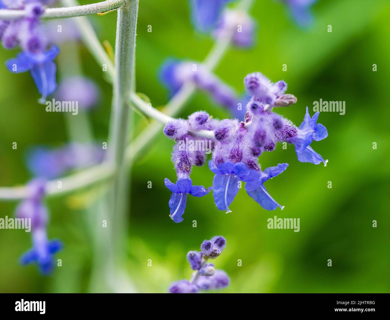 Nahaufnahme der Knospen und blauen Blüten des robusten russischen Salbeis, Perovskia atriplicifolia 'Blue Spire' Stockfoto