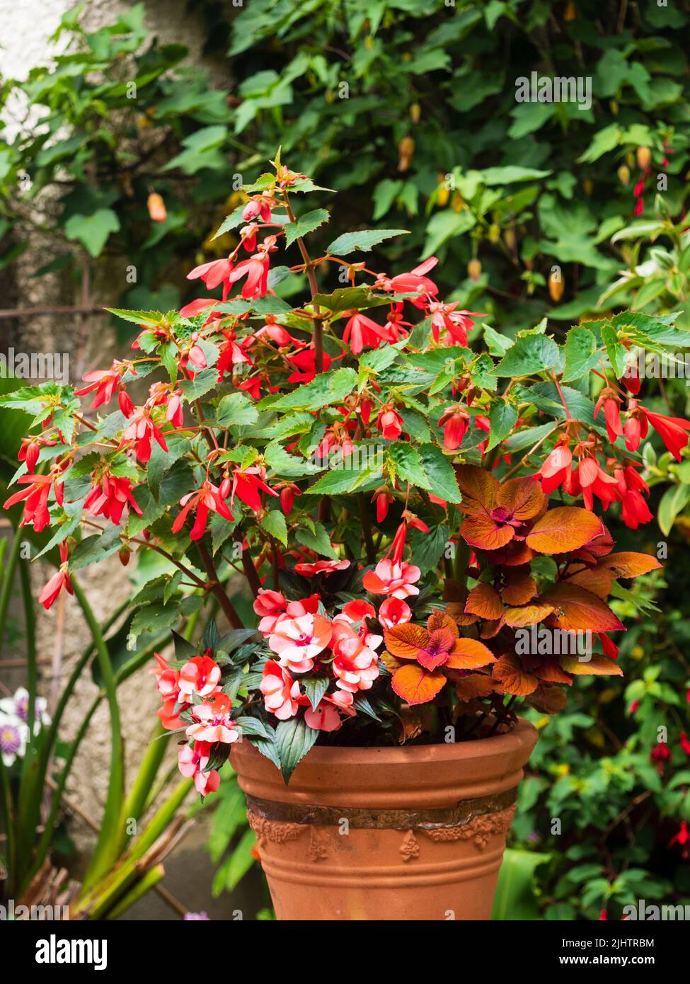 Roter Sommerbehälter mit einer Mischung aus Begonia boliviensis 'Bonaparte', Impatiens hawkeri 'Paradise Strawberry Bicolor' und Solenostemon 'Kümmel' Stockfoto