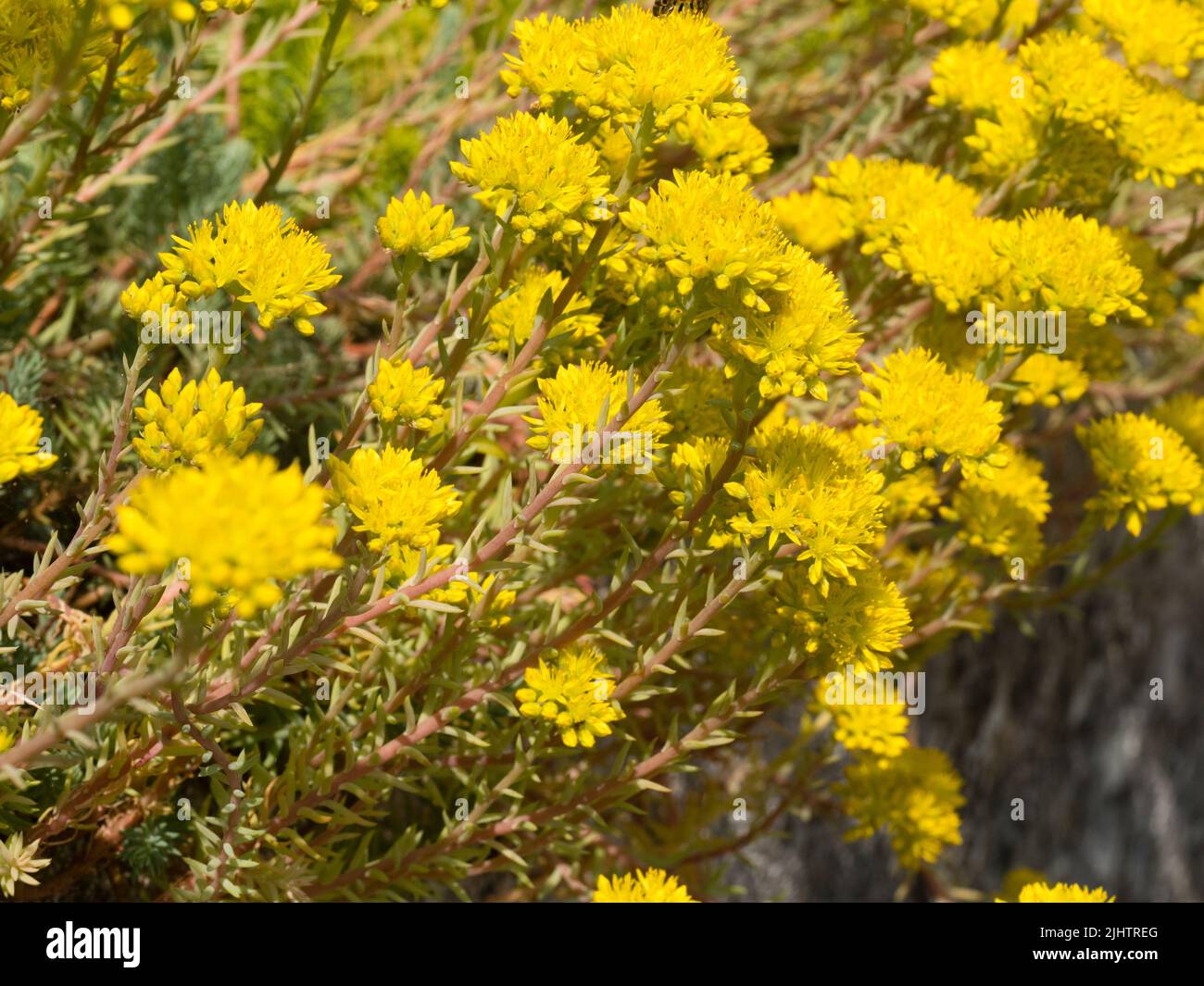 Gelbe Sommerblüten des Teppichs, holzblättrige, winterharte Sukulente, Sedum hispanicum 'Blue Carpet', spanischer Steinkropf Stockfoto