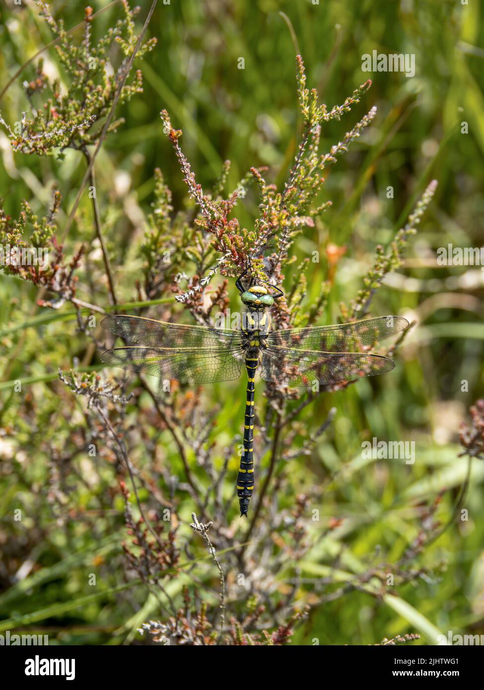 Männliche Goldringelige Fliege aka Cordulegaster boltonii. Stockfoto