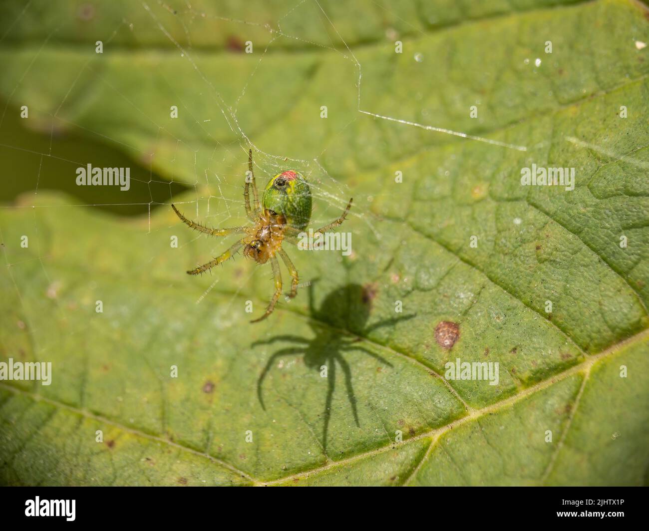 Die kleine grüne Spinne Araniella cucurbitina, auch bekannt als die