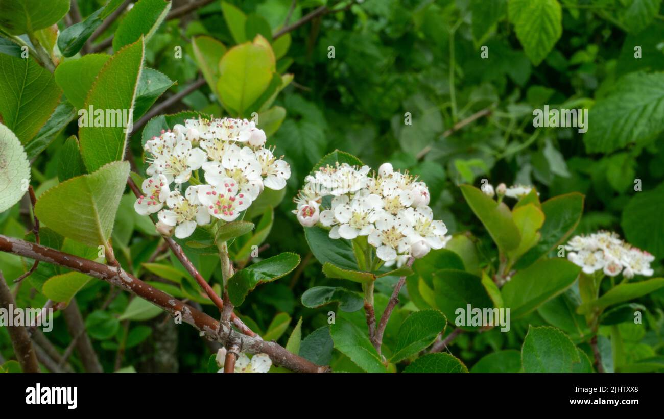 Weiße Blütenstände von Apfelbeere im grünen Laub des Busches. Sommer blühende Apfelbeere Stockfoto