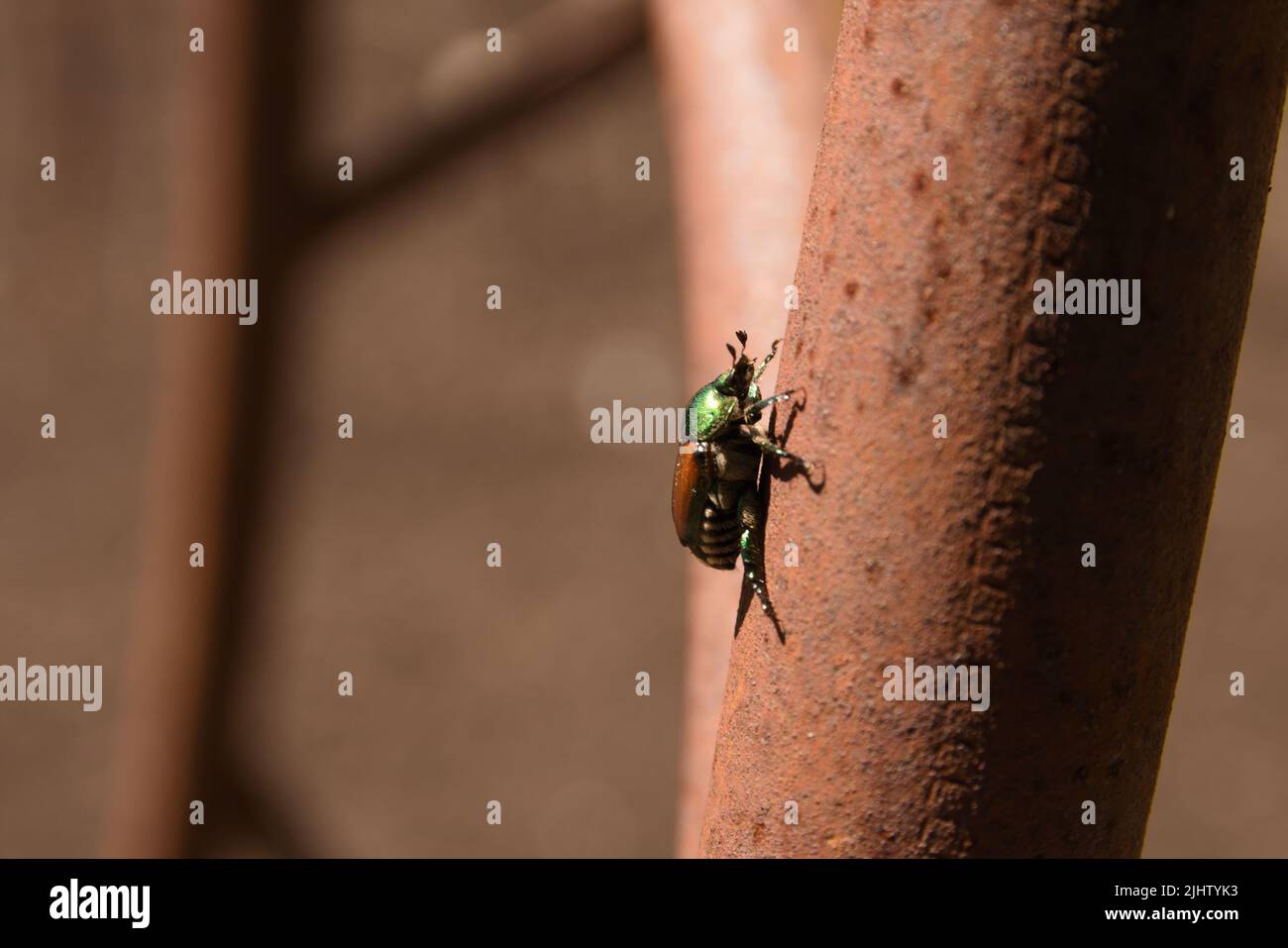 Nahaufnahme eines grünen Rosenkoffers (Cetonia aurata) auf einer Pfeife Stockfoto