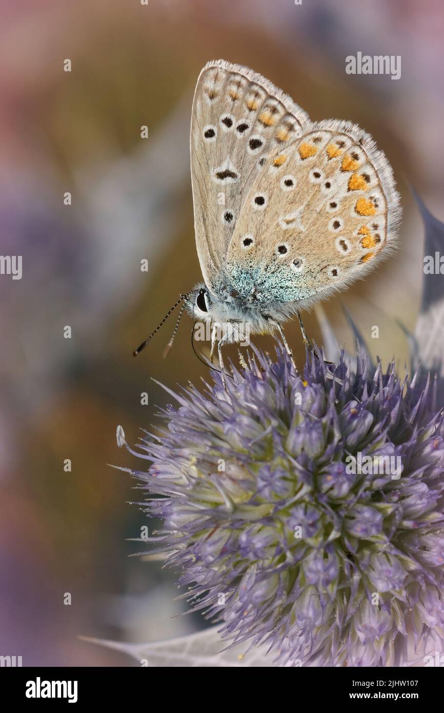 Vertikale Nahaufnahme eines Ikarus-blauen Schmetterlings, Polyommatus ikarus auf einem violetten Küsteneryngo, Eryngium maritimum, blüht an der belgischen Küste Stockfoto