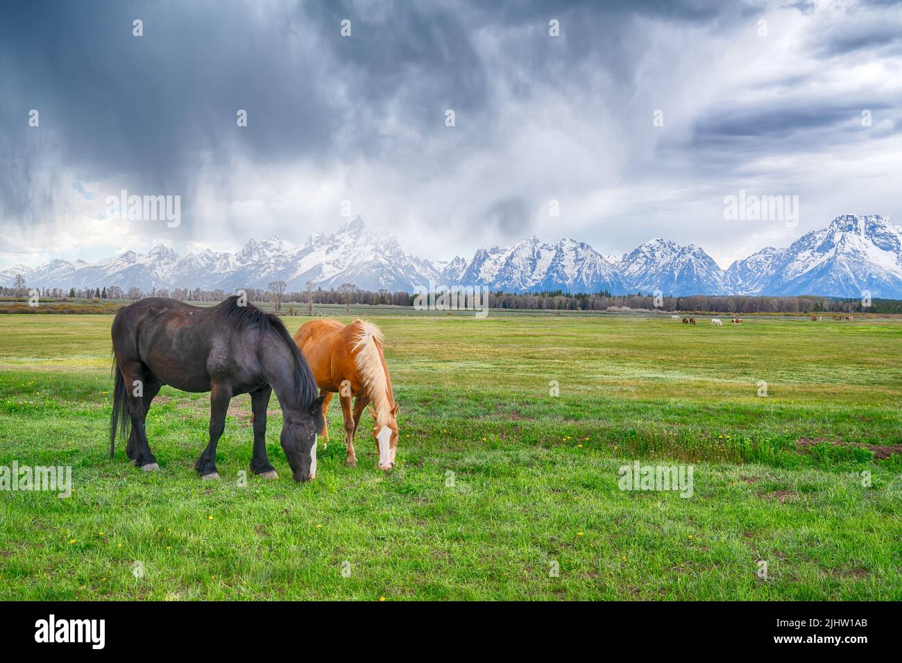 Pferde grasen in der Nähe der Berge im Grand Teton National Park, Wyoming Stockfoto