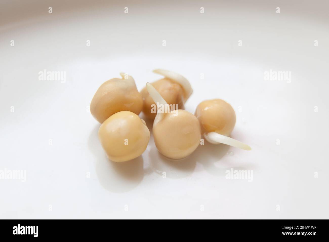 pea-Sprossen auf weißem Hintergrund. PEA-Samen mit Sprossen, Nahaufnahme. Stockfoto