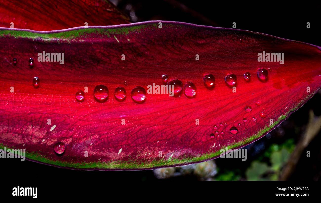 Regentropfen auf dem Nahaufnahme-Foto des roten Blattes Stockfoto
