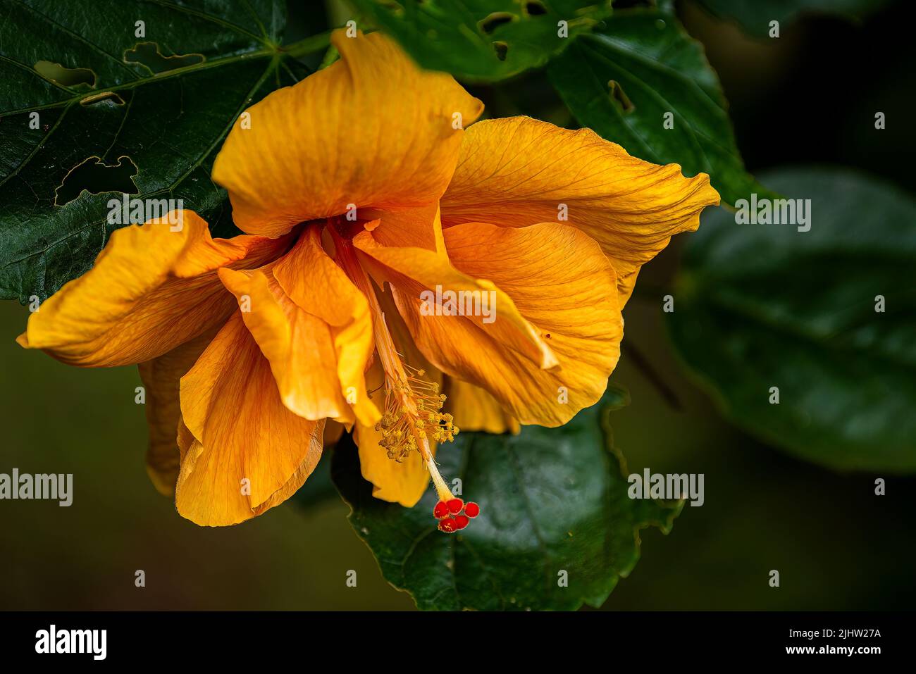 Gelbe Hibiskusblüte mit grünem Hintergrund Stockfoto