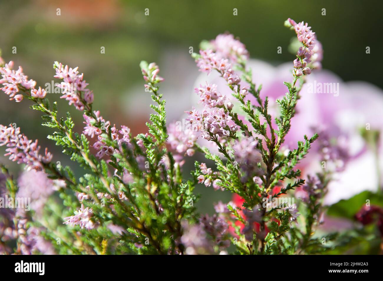 Blühender wilder violetter Heidekraut. Calluna vulgaris. Natur, Blumen, Blumen Hintergrund. heather close up Stockfoto