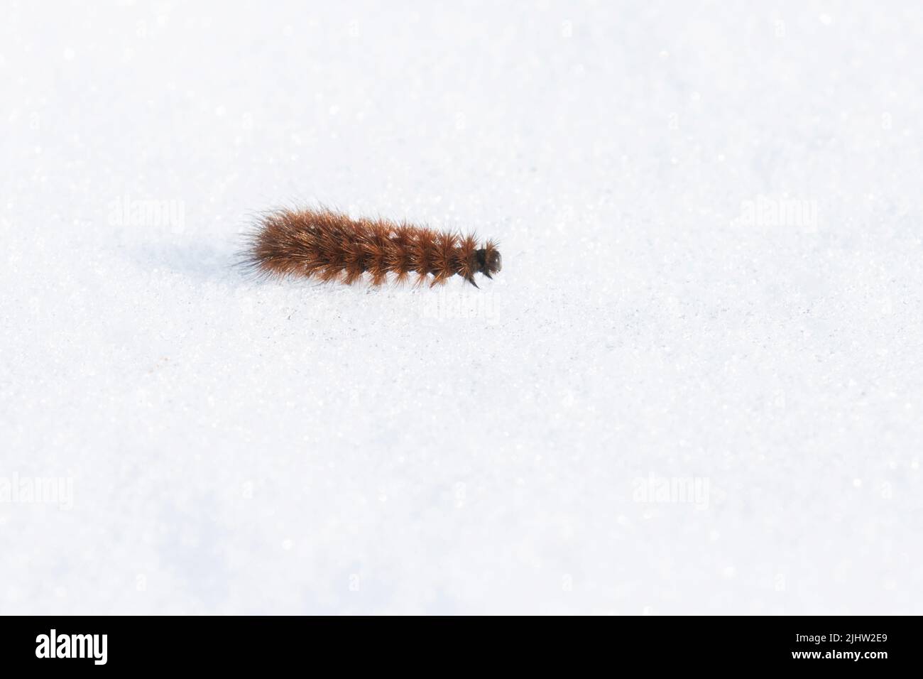 Ruby-Tigermotten-Raupe, die sich an einem frühen Frühlingstag in Europa langsam auf Schnee bewegt. Stockfoto