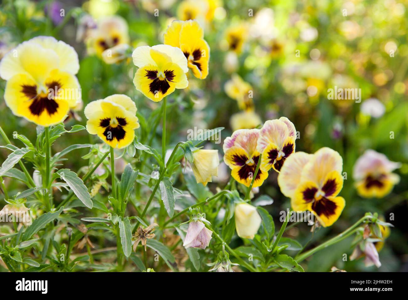 Blumen Stiefmütterchen leuchtend gelbe Farben mit einem dunklen Mitte-Nahaufnahme. Nahaufnahme Aufnahme in Eine Gruppe gelber Stiefmütterchen, Viola oder Violett. Selektiver Fokus für Backgroun Stockfoto