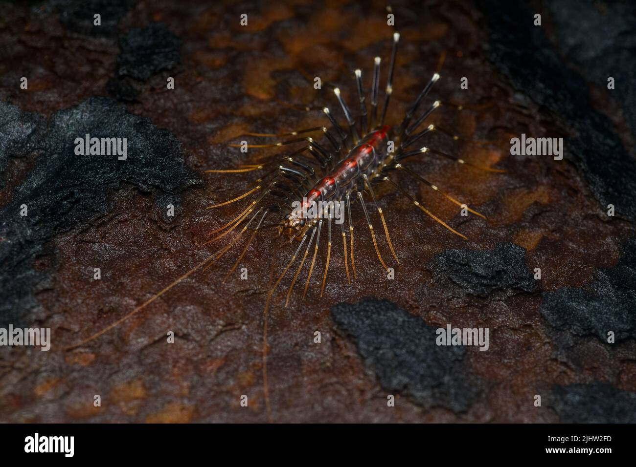 Makroportrait von scutigera sp. Mit langen Beinen und Antennen Stockfoto