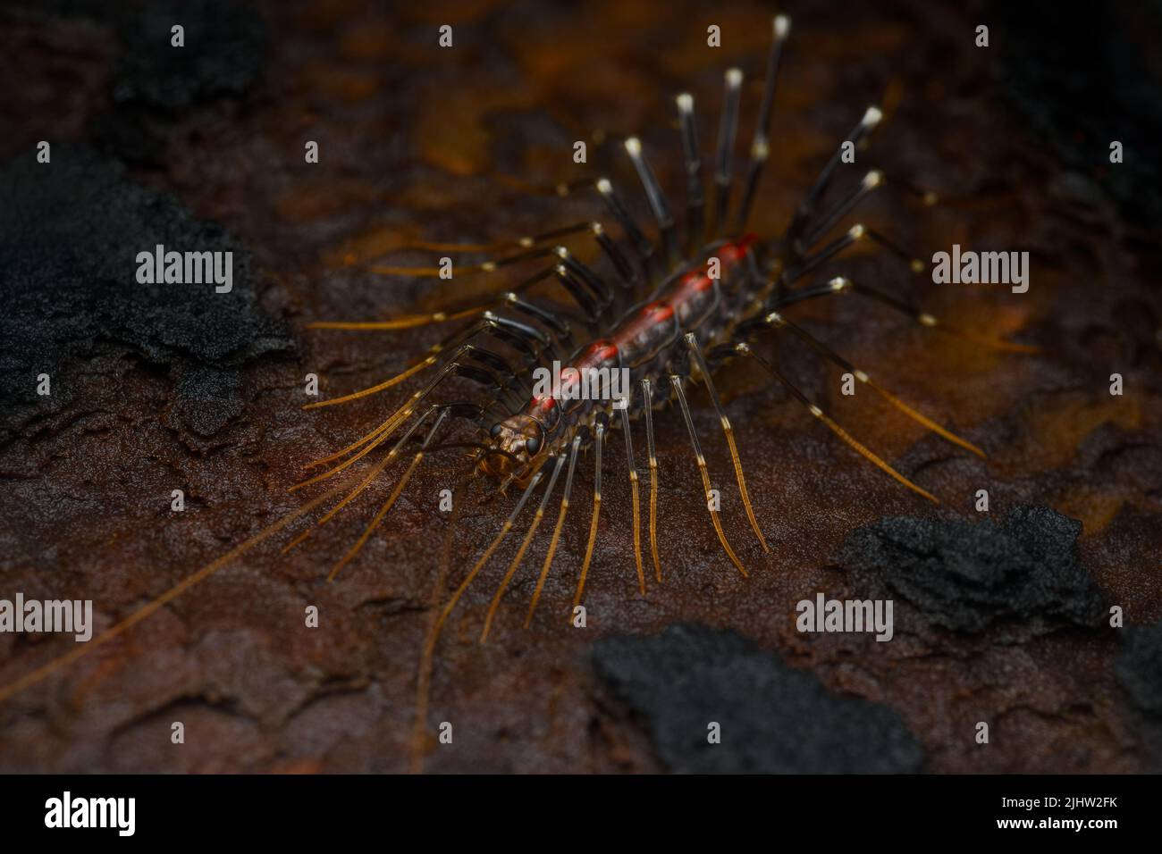 Nahaufnahme eines langbeinigen Tausendfüßler (Scutigera-Spezies) aus Goa Stockfoto