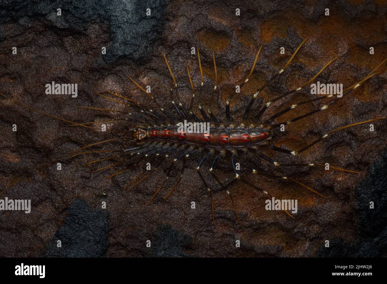 Makro-Topprofil eines bunten langbeinigen Tausendfüßler (Scutigera-Art) aus Tambdi Surla, Goa Stockfoto