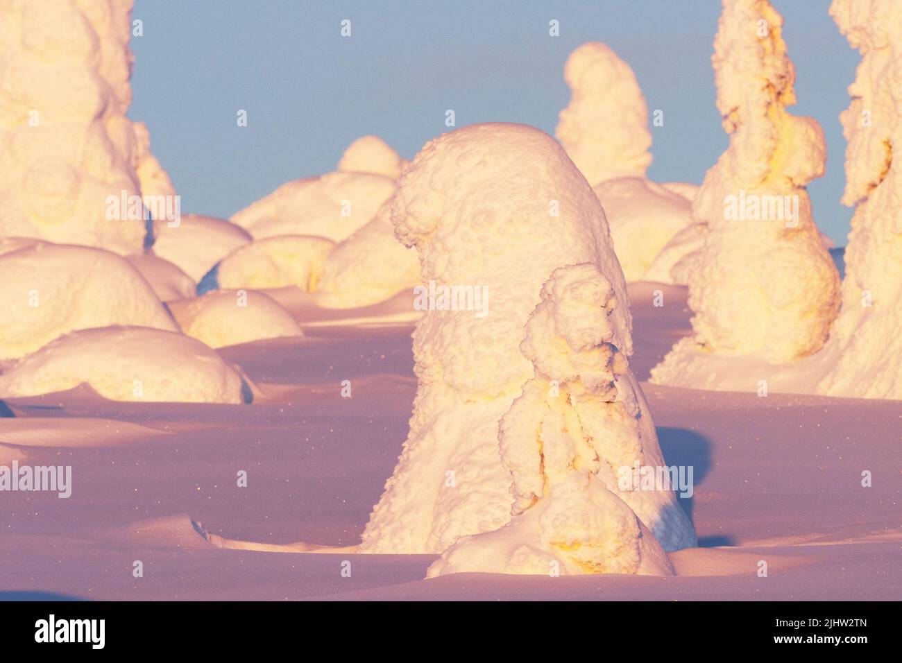 Schneebedeckte Fichtenbäume auf einem Hügel im Riisitunturi-Nationalpark an einem Abend im Februar Stockfoto