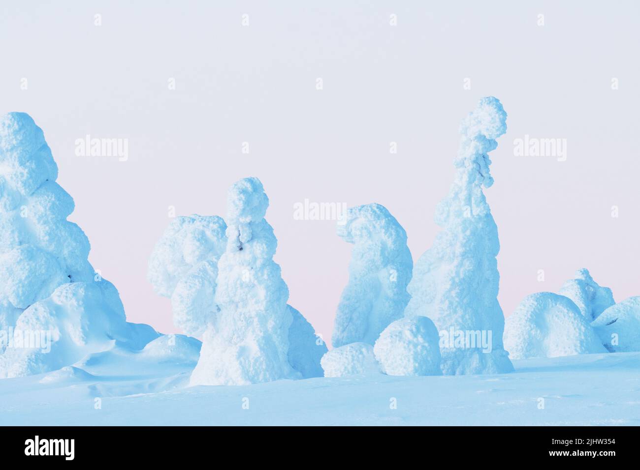 Schneebedeckte Fichtenbäume auf einem Hügel im Riisitunturi-Nationalpark an einem Abend im Februar Stockfoto