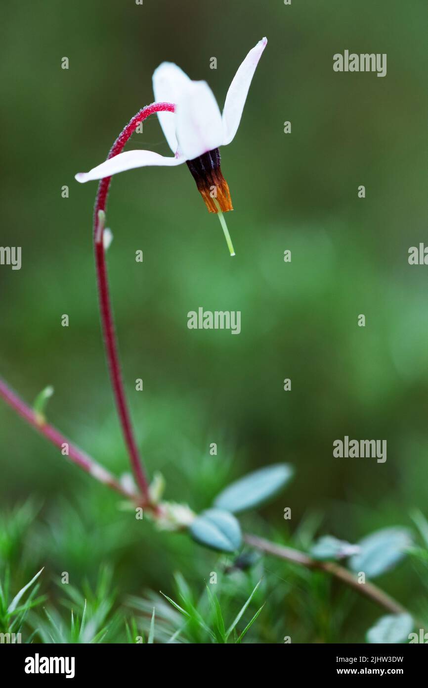 Eine Nahaufnahme einer Bog-Cranberry-Blume im estnischen Moorland Stockfoto