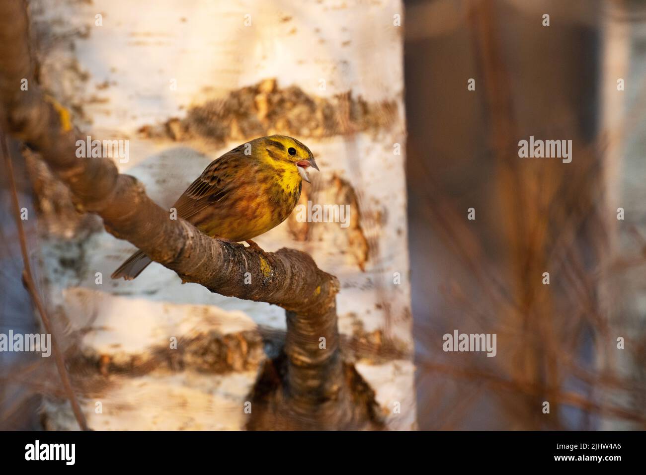 Farbenfroher männlicher Yellowhammer, Emberiza citrinella hoch oben und singend an einem frühen Frühlingsabend in Estland, Nordeuropa Stockfoto