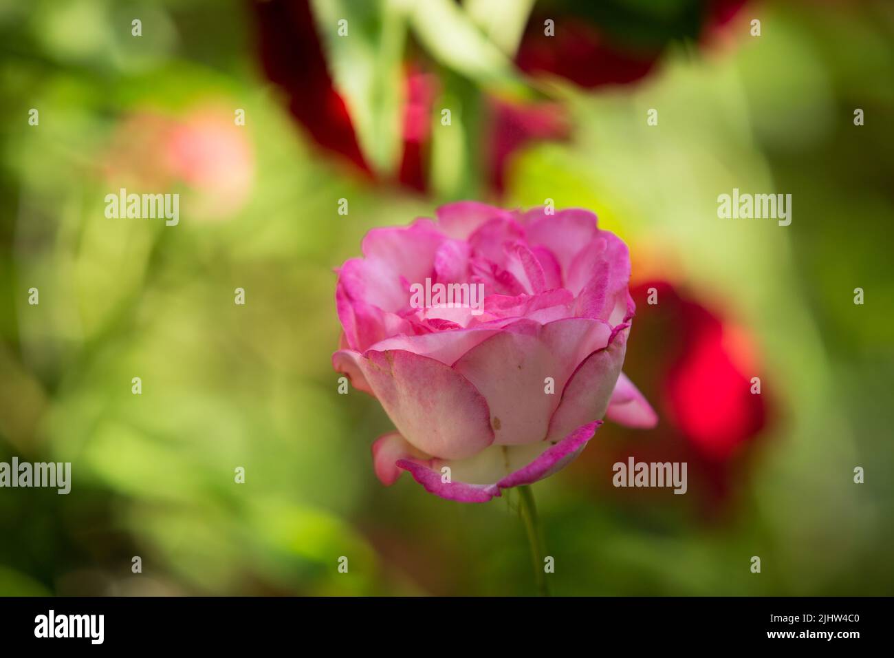 Der Bud der blühenden zarten Rose. Rosenblüten schließen sich. Luxuriöse Blume der Natur. Blühende Gartenblumen. Stockfoto