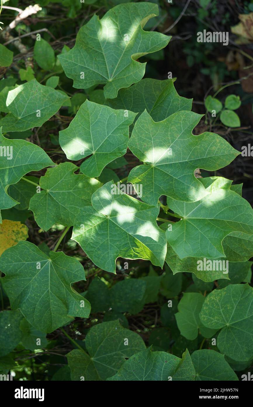 Jatropha curcas. Auch als Jarak Pagar, Physic Nut, Barbados Nuss, Poison Nut, Bubble Bush, Spülmutter, Rizinusölwerk, Heckenrolle Ölwerk Stockfoto