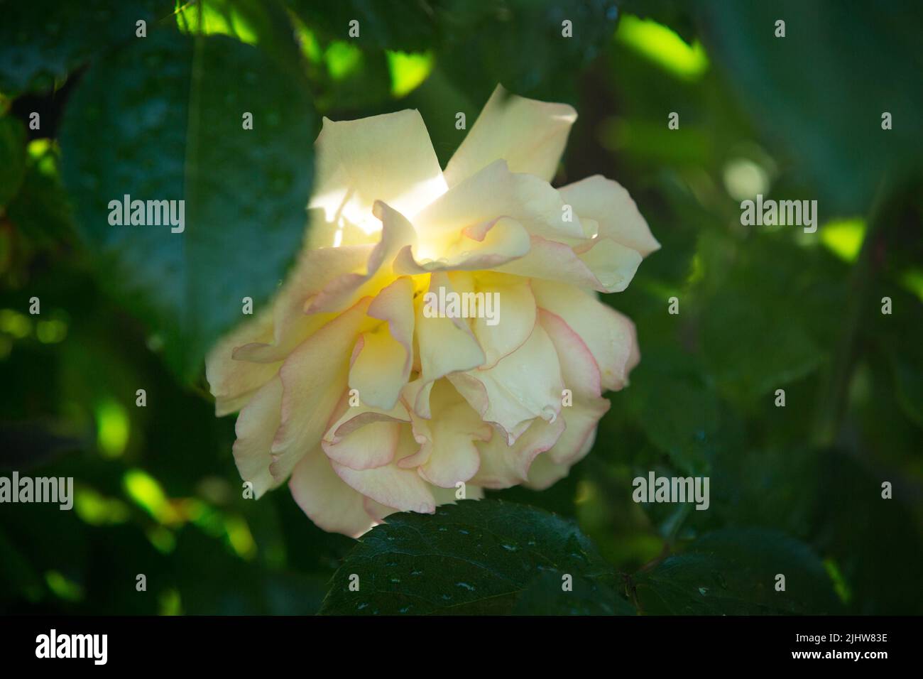 Der Bud der blühenden zarten Rose. Rosenblüten schließen sich. Luxuriöse Blume der Natur. Blühende Gartenblumen. Stockfoto