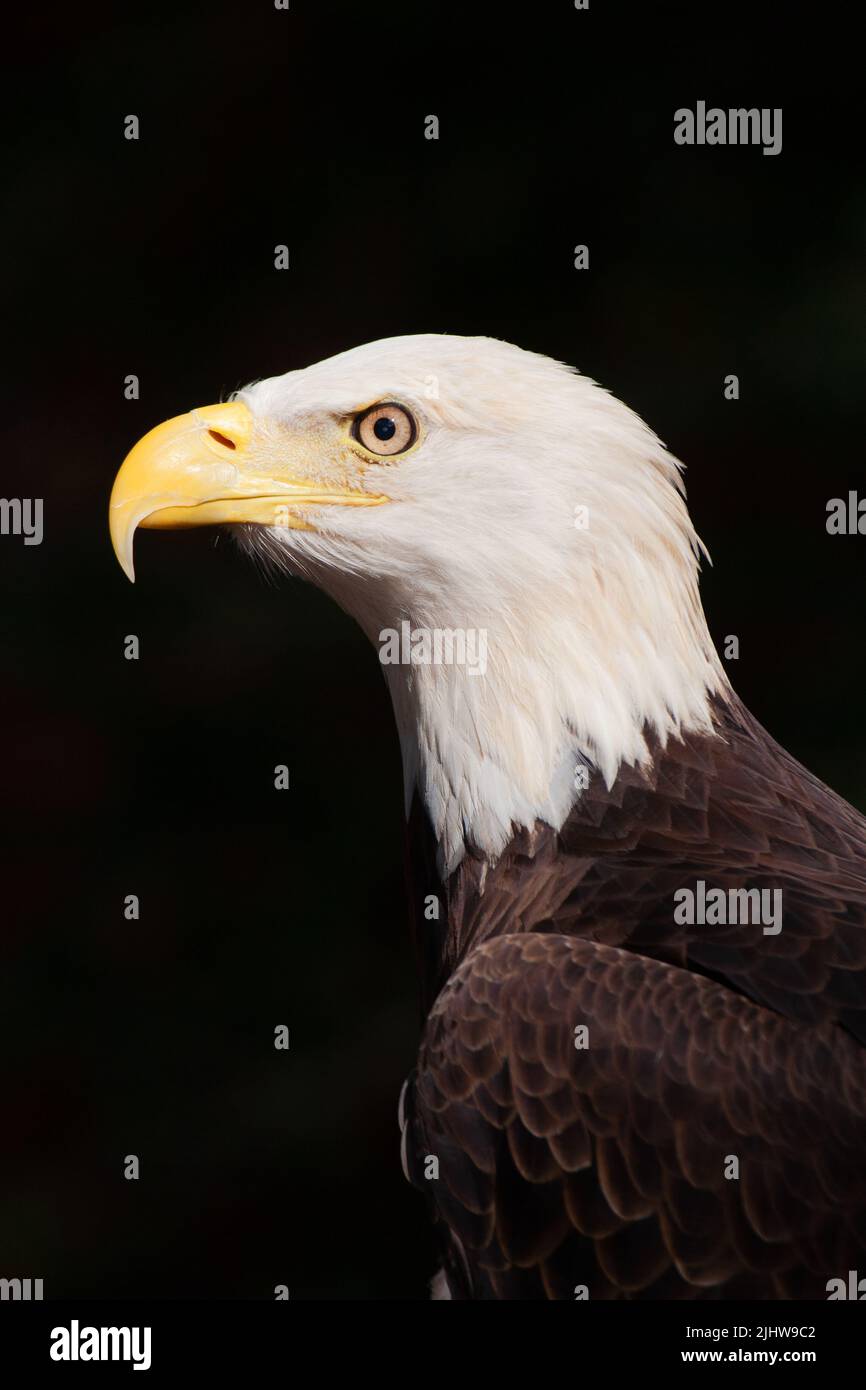 Dramatisches Porträt des kühnen Adlers Haliaeetus leucocephalus, das Symbol des amerikanischen Stolzes Stockfoto