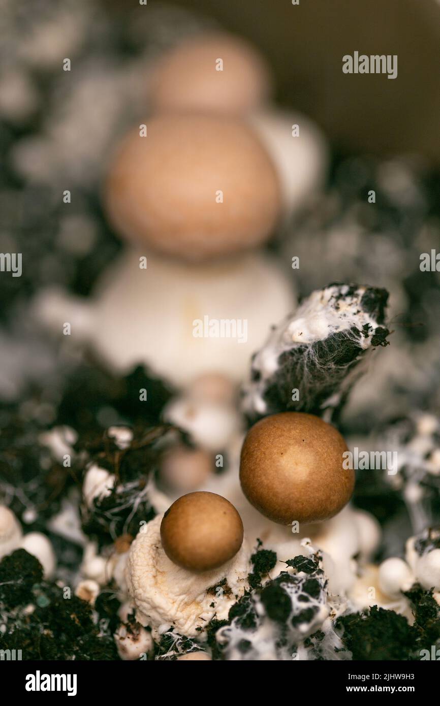 Braune Champignons.Pilzmyzel. Champignons wachsen und sammeln. Wachsende Pilze zu Hause. Viele Champignons Hintergrund.Quelle von Gemüse Stockfoto