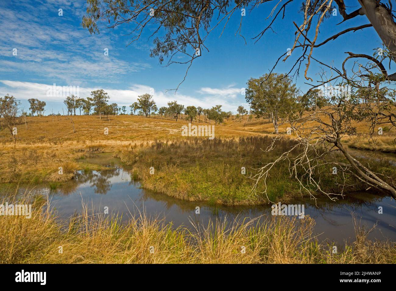 Australische ländliche Landschaft mit goldenen Gräsern und verstreuten Gummibäumen, die den Bach am Fuße der niedrigen Hügel unter blauem Himmel säumen Stockfoto