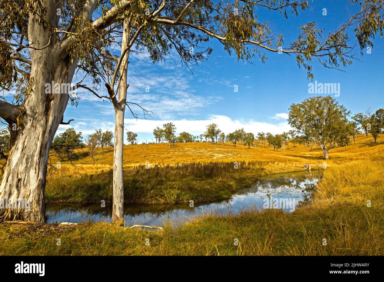 Australische ländliche Landschaft mit goldenen Gräsern und verstreuten Gummibäumen, die den Bach am Fuße der niedrigen Hügel unter blauem Himmel säumen Stockfoto