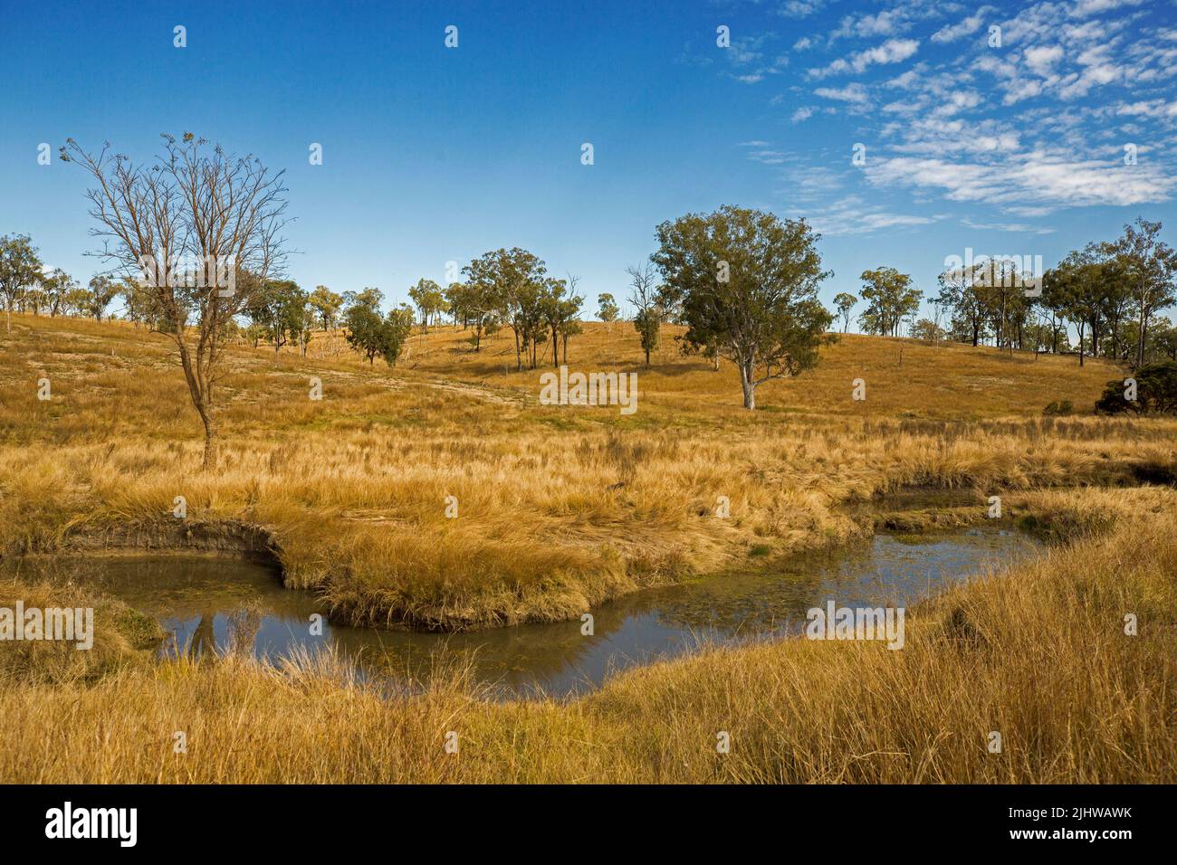 Australische ländliche Landschaft mit goldenen Gräsern und verstreuten Gummibäumen, die den Bach unter blauem Himmel säumen Stockfoto