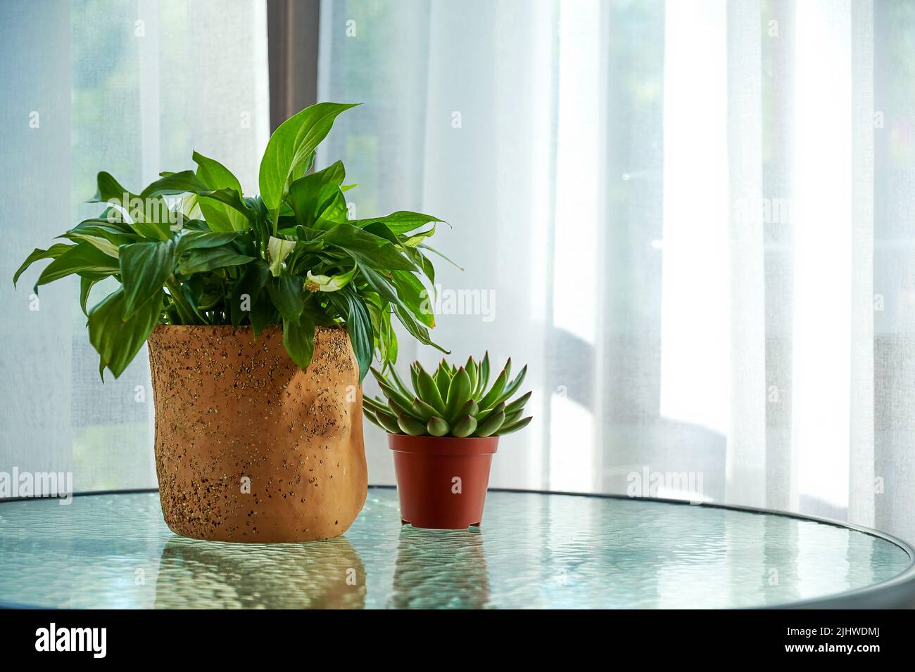 Zimmerpflanzen in Tpfen auf einem Glastisch am Fenster. Pflanzen im  Inneren Stockfotografie - Alamy