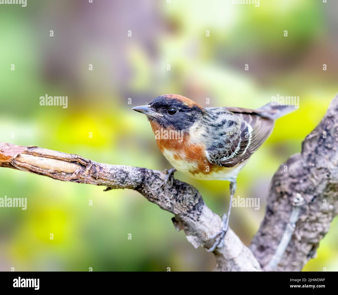 Bay Breasted Warbler wartet geduldig darauf, dass Essen vorbeifliegt Stockfoto