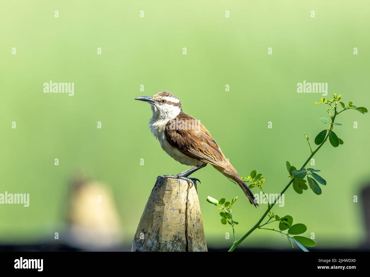 Bicolored Wren thront auf einem Baumstumpf Stockfoto