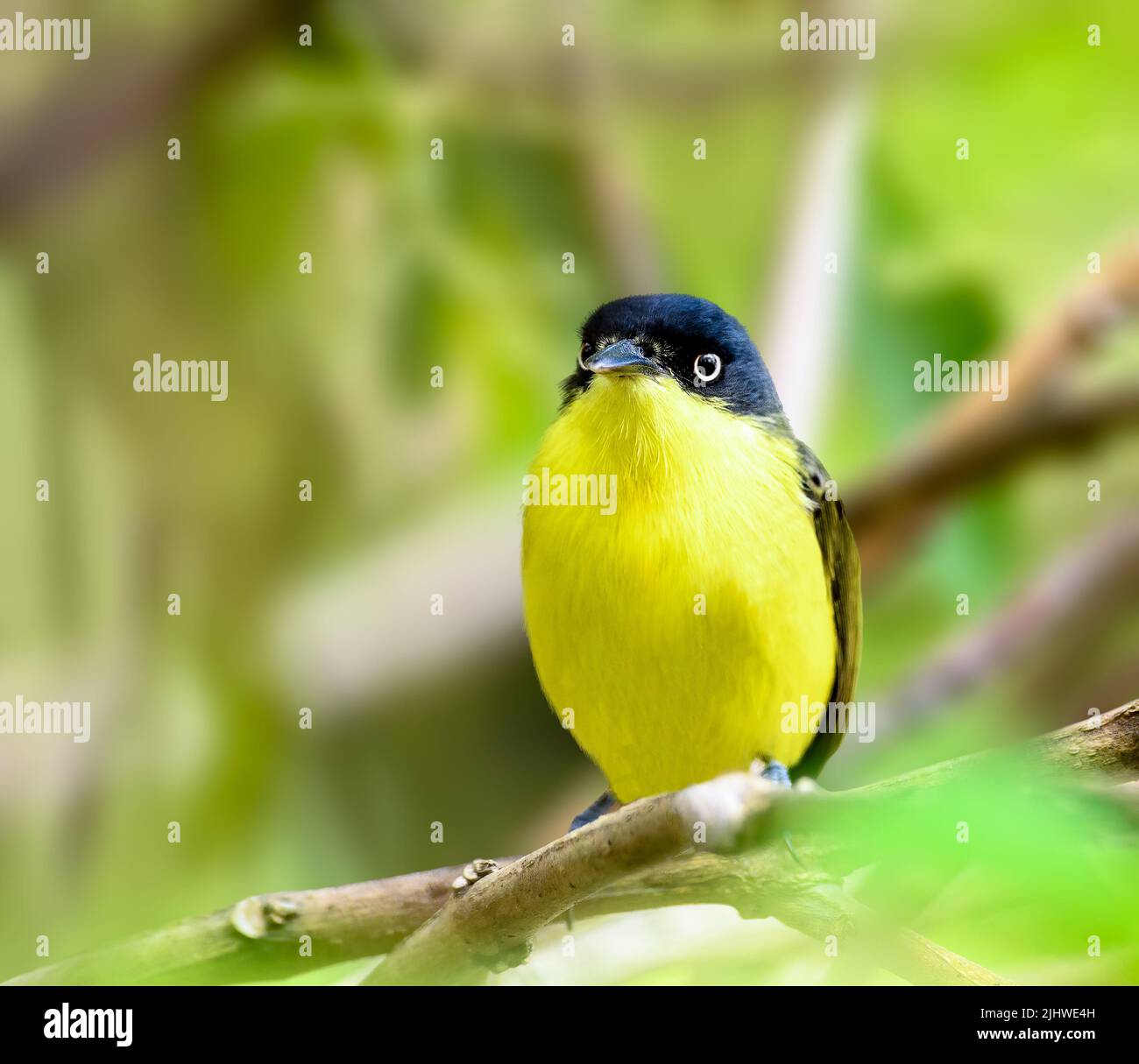 Gewöhnlicher Tody Flycatcher, der auf einem Baum thront Stockfoto