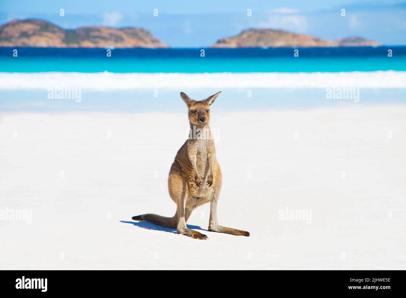 Ein Baby-Känguru am wunderschönen Lucky Bay Beach in Esperance, Westaustralien Stockfoto
