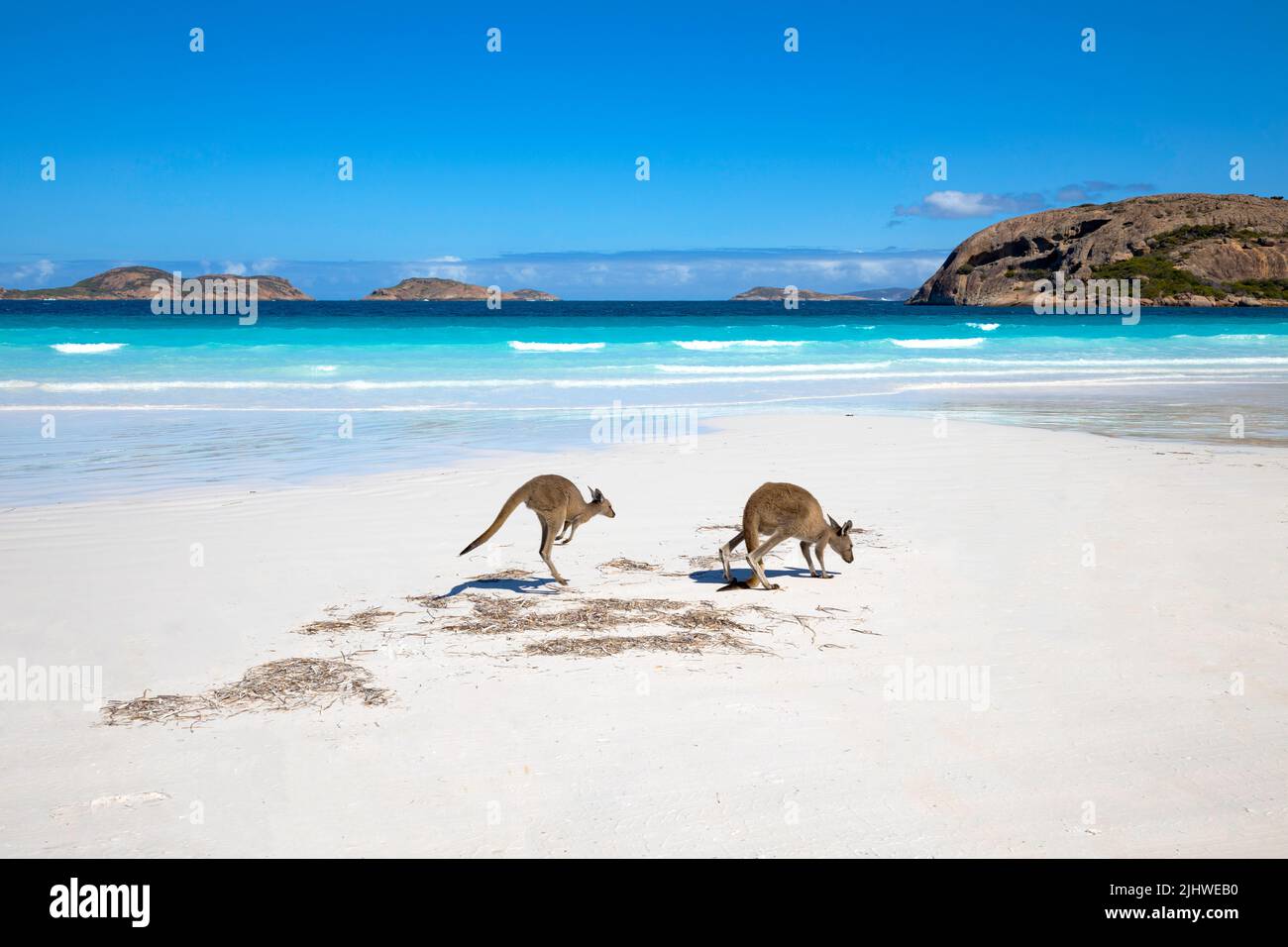 Familie Kangaroo am Strand von Lucky Bay, Esperance, Westaustralien Stockfoto