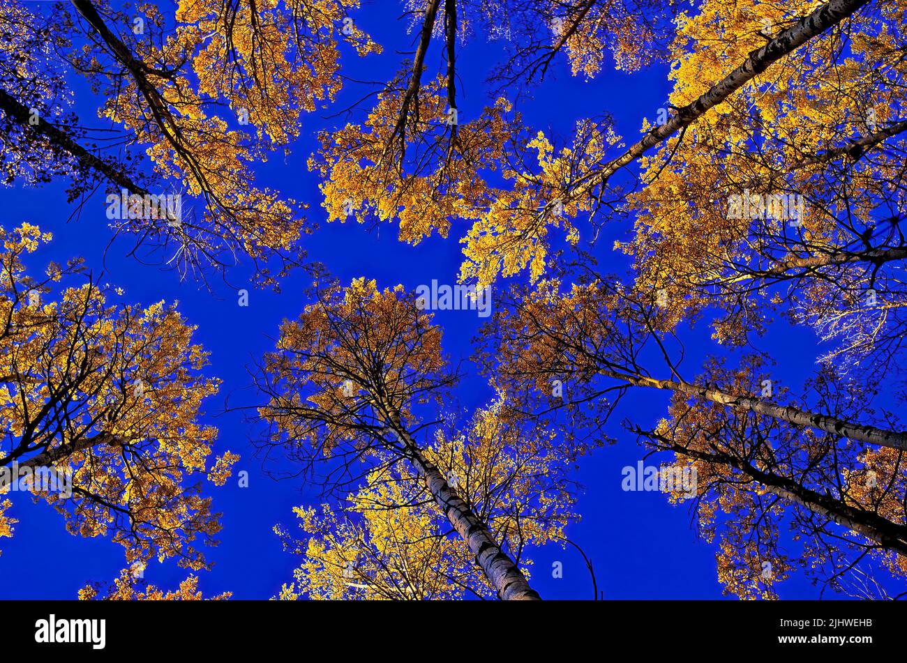 Blick auf die beleuchteten gelben Gipfel einer Gruppe von Espenbäumen vor einem strahlend blauen Himmel Stockfoto