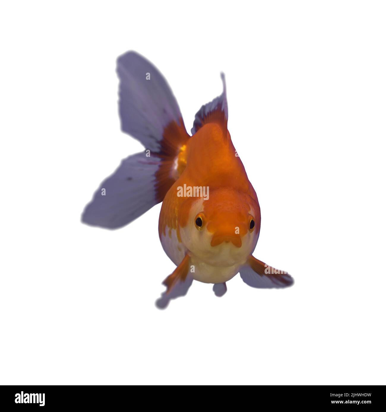 Goldfisch rot Ryukin isoliert auf weißem Hintergrund Stockfoto
