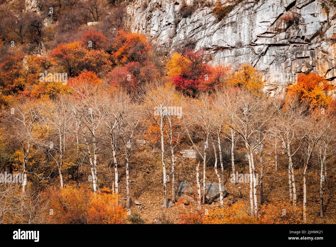 Farbenfrohe, malerische Herbstfärbung in den felsigen Bergen von Almaty in Kasachstan Stockfoto