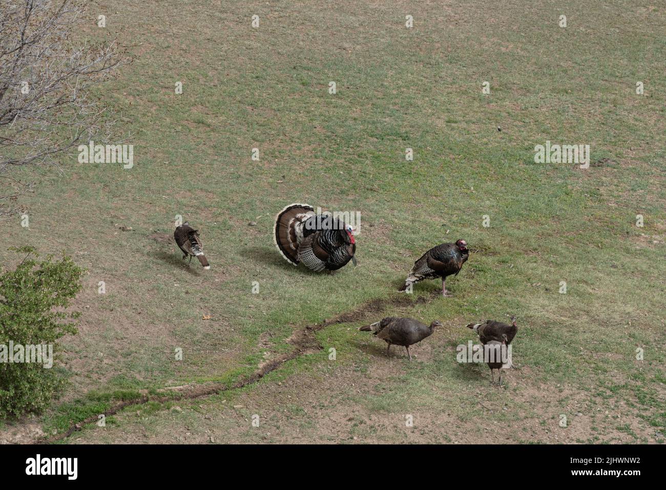 Über dem Kopf geschossen von fünf wilden Truthäuten, einem Rüden, vier Weibchen, in spärlichem Gras mit einer kleinen Wasserspur. Stockfoto