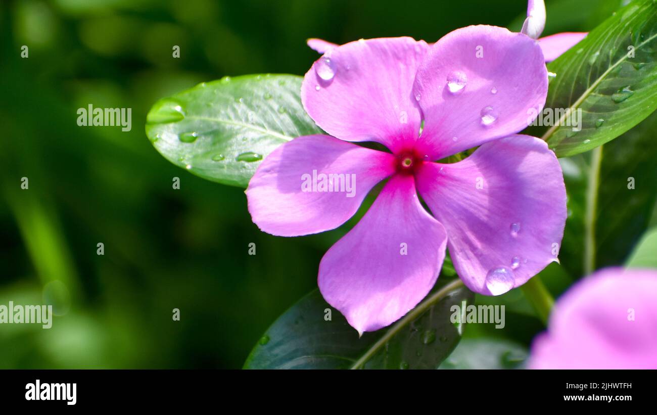 In der Regenzeit fällt Regen auf rosa Sadabahar-Blüten Stockfoto