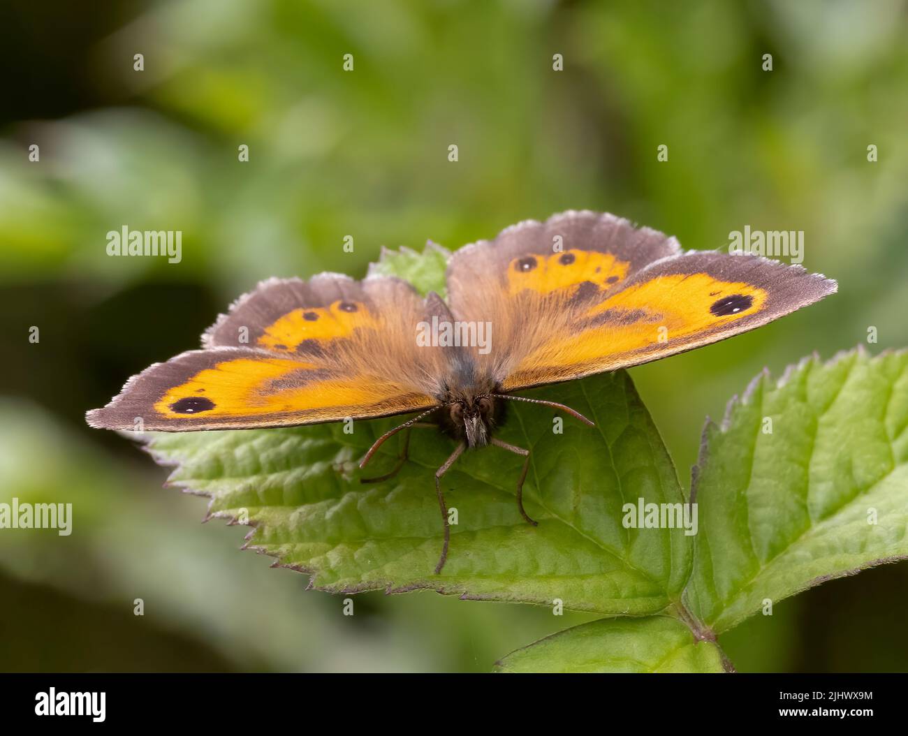 Ein Gatekeeper-Schmetterling (Pyronia tithonus), auch bekannt als Hedge Brown, ruht auf einem Brambleaf Stockfoto