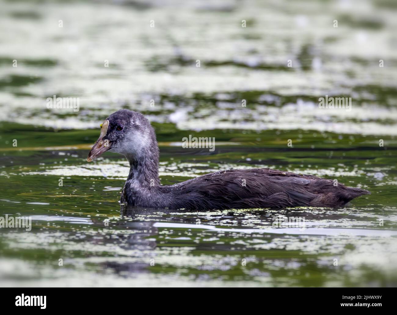 Ein junger eurasischer Russ (Fulica atra), auch bekannt als der gewöhnliche Russ, dieses Küken ist wahrscheinlich etwa eine Woche oder 10 Tage alt Stockfoto