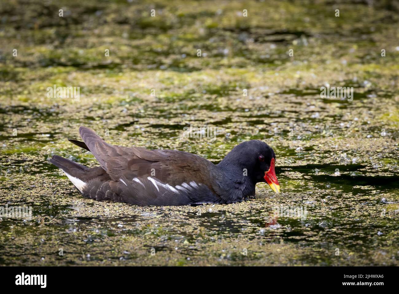 Ein wunderschöner gemeiner Moorhen (Gallinula chloropus), der in einem Teich zwischen Entenkraut schwimmt Stockfoto