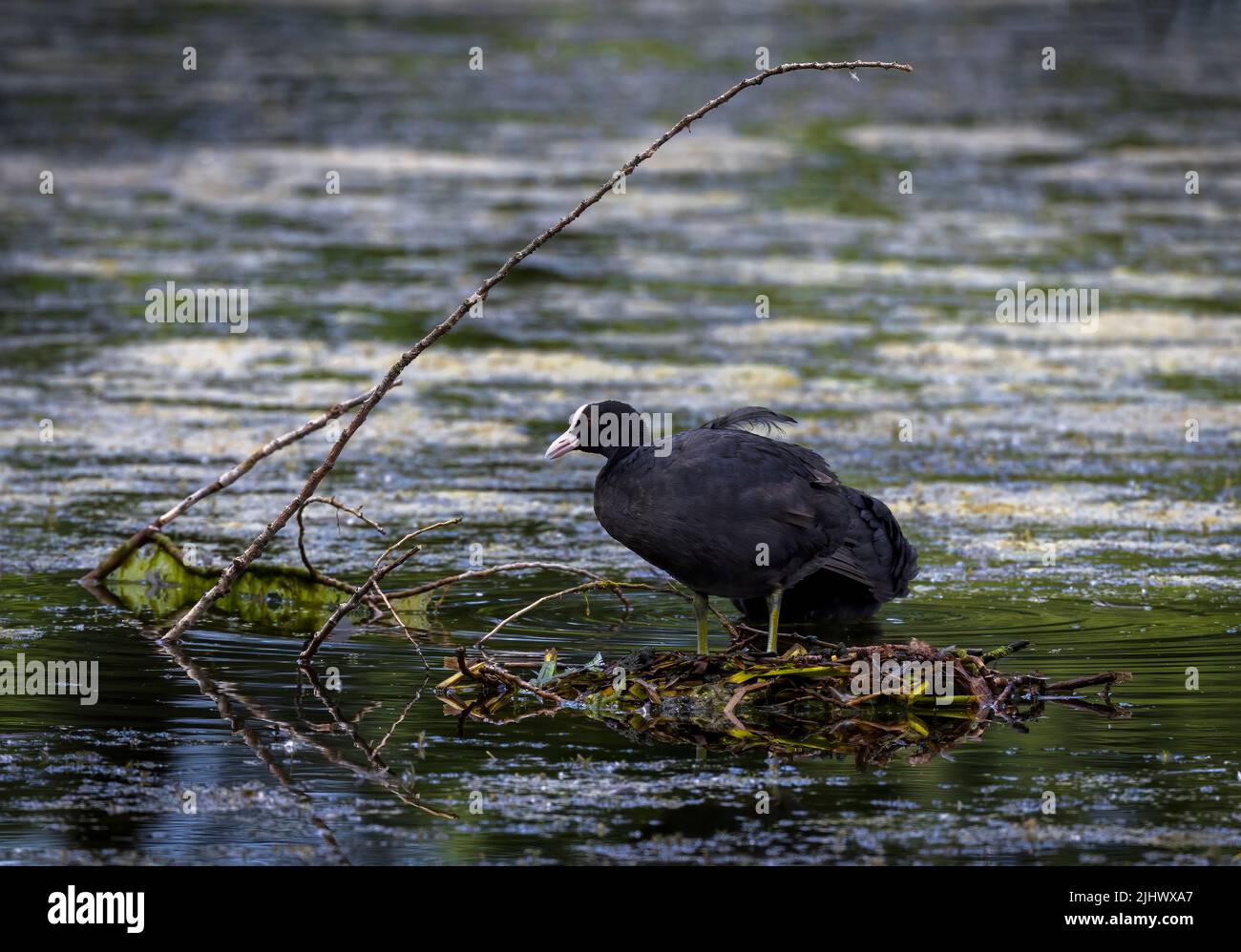 Schöner Europäischer Coot (Fulica atra), der in einem öffentlichen Park in Blackpool, Lancashire, Großbritannien, ein Nest auf einem See baut Stockfoto