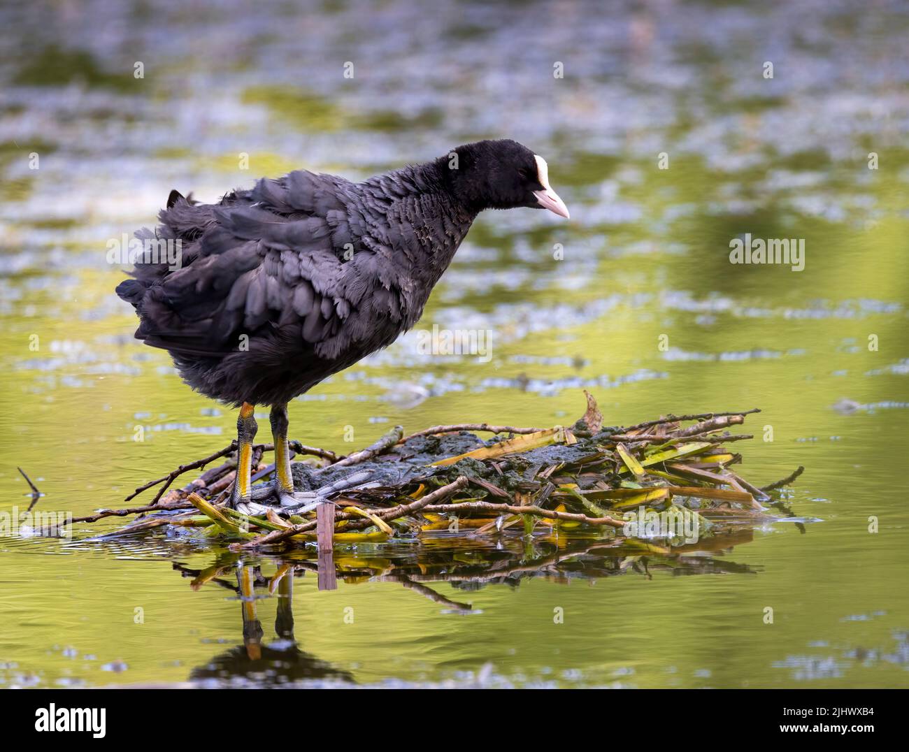 Schöner Europäischer Coot (Fulica atra), der in einem öffentlichen Park in Blackpool, Lancashire, Großbritannien, ein Nest auf einem See baut Stockfoto