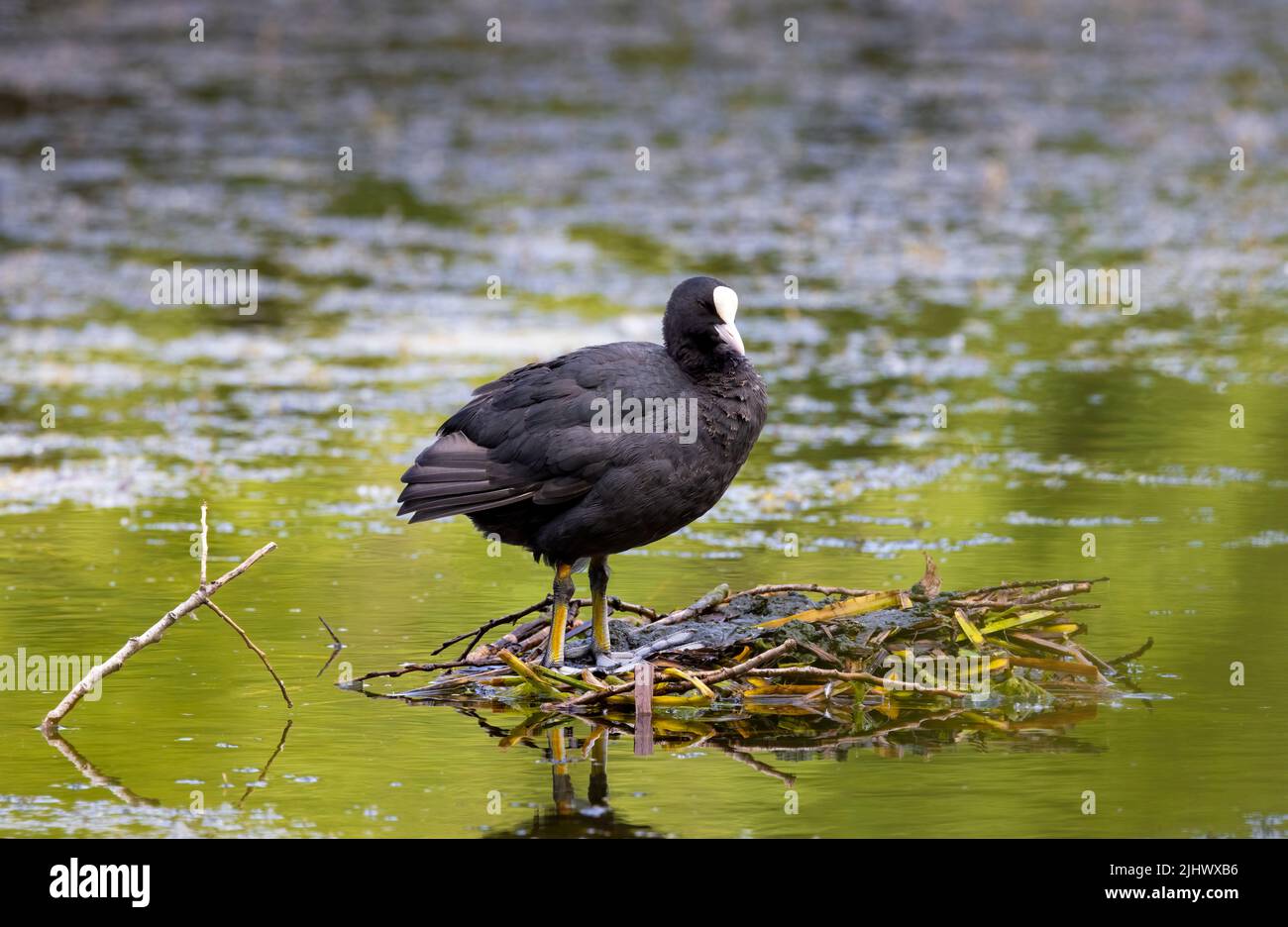 Schöner Europäischer Coot (Fulica atra), der in einem öffentlichen Park in Blackpool, Lancashire, Großbritannien, ein Nest auf einem See baut Stockfoto