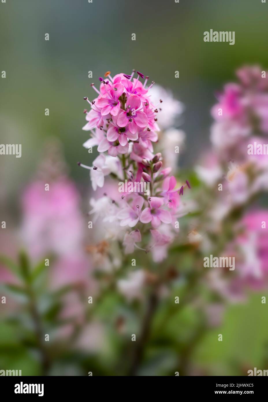 Schöne dunkelrosa Hebe Blume mit einem weichen Fokus Hintergrund Stockfoto